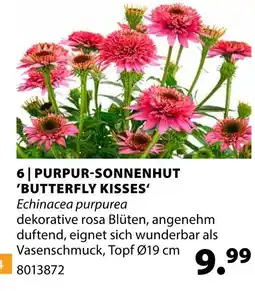 Dehner Purpur-sonnenhut 'butterfly kisses' Angebot