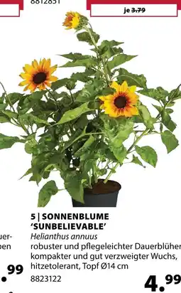 Dehner Sonnenblume 'sunbelievable' Angebot