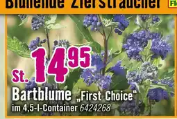 Hornbach First choice bartblume Angebot