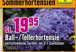 Hornbach Floraself ball-/tellerhortensie Angebot