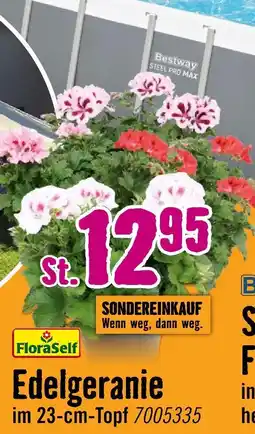 Hornbach Floraself edelgeranie Angebot