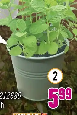 Hornbach Zink-blumentopf zum hängen Angebot