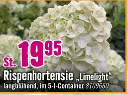 Hornbach Rispenhortensie „limelight“ Angebot