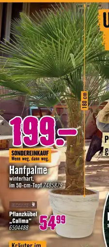 Hornbach Hanfpalme Angebot