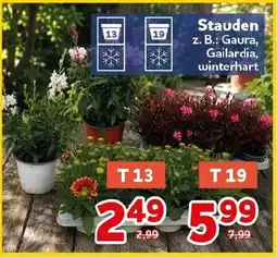 CENTERSHOP Stauden Angebot