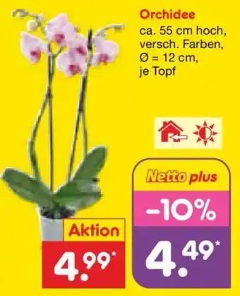 Netto Marken-Discount Orchidee Angebot