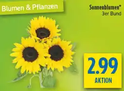 diska Sonnenblumen Angebot