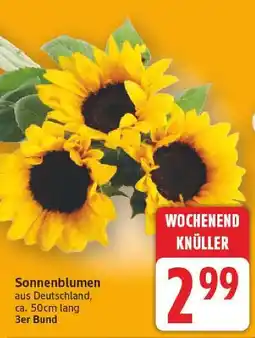 E-Center Sonnenblumen Angebot