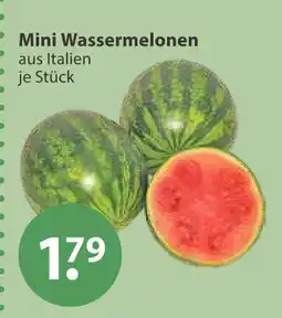 V Markt Mini wassermelonen Angebot