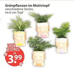 V Markt Grünpflanzen im motivtopf Angebot