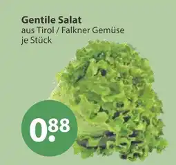 V Markt Falkner gemüse gentile salat Angebot
