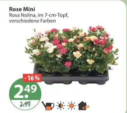 V Markt Rose mini Angebot