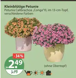 V Markt Kleinblütige petunie Angebot