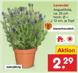 Netto Marken-Discount Lavendel angustifolia Angebot