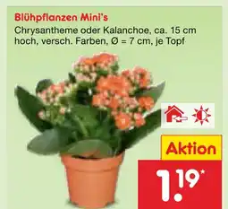 Netto Marken-Discount Chrysantheme oder kalanchoe Angebot