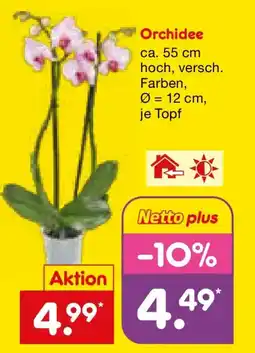 Netto Marken-Discount Orchidee Angebot