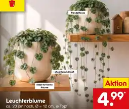Netto Marken-Discount Leuchterblume Angebot