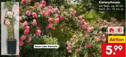 Netto Marken-Discount Kletterpflanzen Angebot