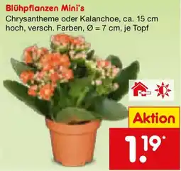 Netto Marken-Discount Blühpflanzen Mini's Angebot
