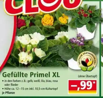 Norma Gefullte Primel XL Angebot