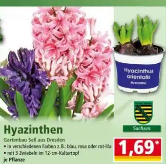 Norma Hyazinthen Angebot