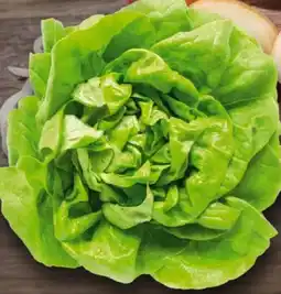 Handelshof Kopfsalat Angebot