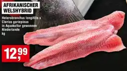 Handelshof Afrikanischer welshybrid Angebot