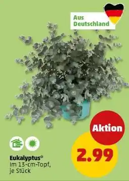 PENNY Eukalyptus Angebot