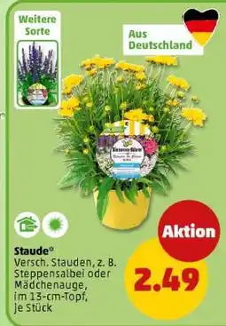 PENNY Staude Angebot