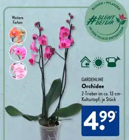 Aldi Süd GARDENLINE Orchidee Angebot