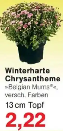 Jawoll Winterharte Chrysantheme Angebot