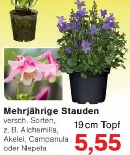 Jawoll Mehrjährige Stauden Angebot