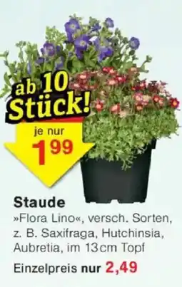 Jawoll Staude Angebot