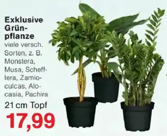 Jawoll Exklusive Grünpflanze Angebot