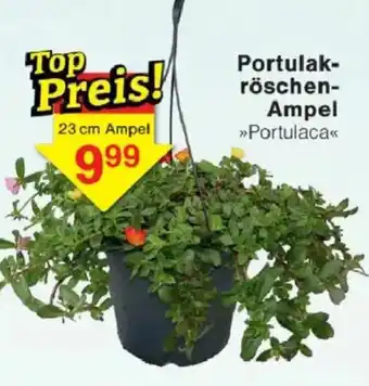 Jawoll Portulakröschen- Ampel Angebot