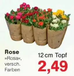 Jawoll Rose Angebot