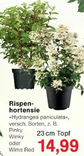 Jawoll Rispenhortensie Angebot