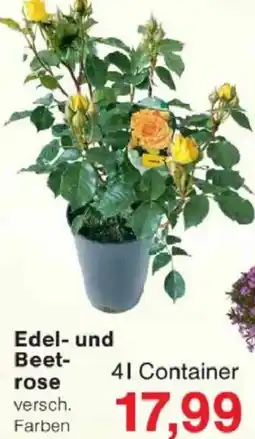 Jawoll Edel- und Beetrose Angebot