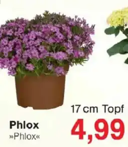 Jawoll Phlox 17 cm Topf Angebot