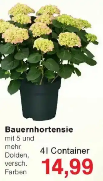 Jawoll Bauernhortensie Angebot