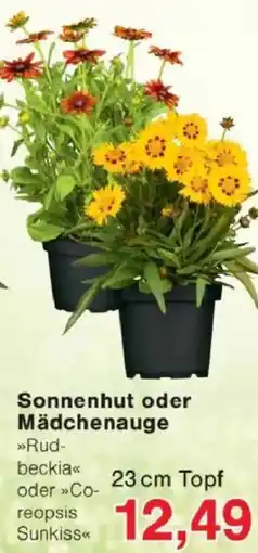 Jawoll Sonnenhut oder Mädchenauge Angebot