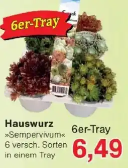 Jawoll Hauswurz 6er-Tray Angebot