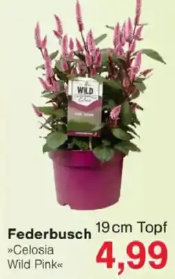 Jawoll Federbusch 19cm Topf Angebot