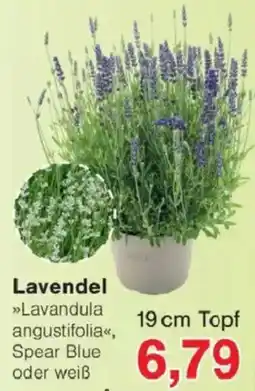 Jawoll Lavendel Angebot
