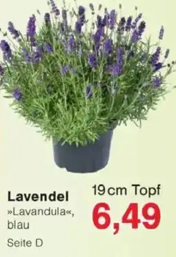 Jawoll Lavendel Angebot