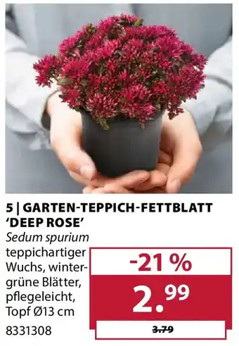 Dehner Garten-teppich-fettblatt 'deep rose' Angebot