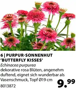 Dehner Purpur-sonnenhut 'butterfly kisses' Angebot