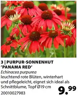 Dehner Purpur-sonnenhut 'panama red' Angebot