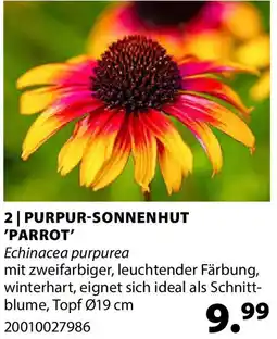 Dehner Purpur-sonnenhut 'parrot' Angebot