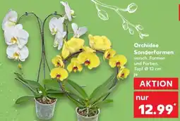 Kaufland Orchidee Sonderformen Angebot